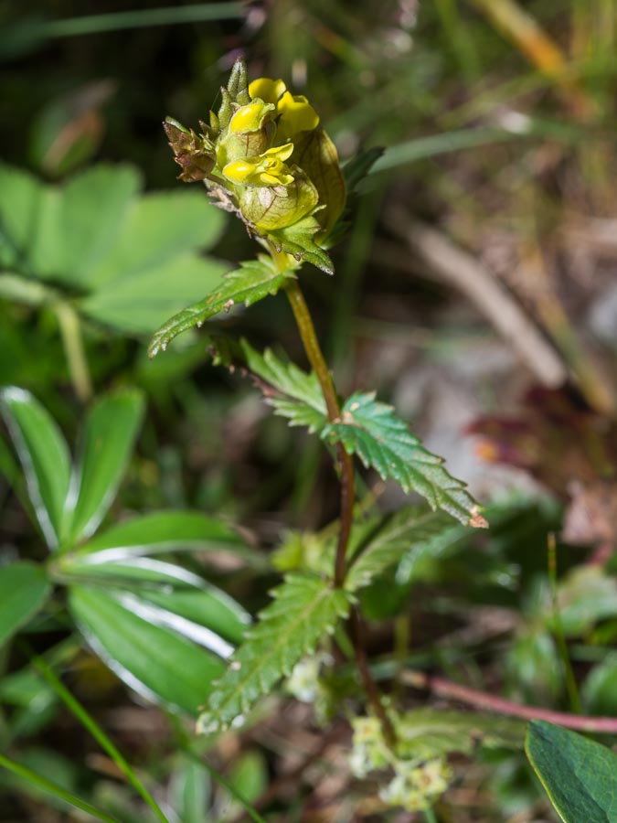 Rhinanthus personatus